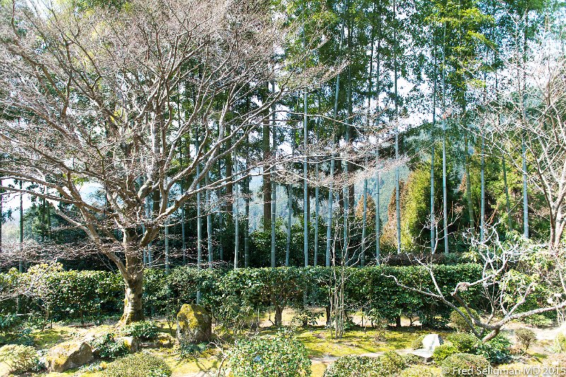20150313_121930 D4S.jpg - Bamboo trees in temple garden